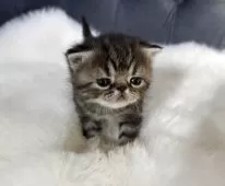 エキゾチックショートヘア【鹿児島県・女の子・2025年11月16日・ブラウンタビー】の写真4