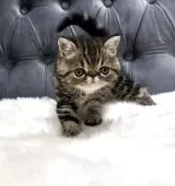 エキゾチックショートヘア【鹿児島県・女の子・2025年6月10日・ブラウンタビー】の写真5