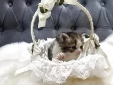 ミヌエット(長足)【鹿児島県・男の子・2025年11月4日・ブラウンタビー&ホワイト】の写真4