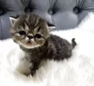 エキゾチックショートヘア【鹿児島県・男の子・2025年11月16日・ブラウンタビー】の写真5