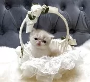 エキゾチックショートヘア【鹿児島県・男の子・2025年11月21日・クリーム&ホワイト】の写真5