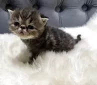 エキゾチックショートヘア【鹿児島県・男の子・2025年11月16日・ブラウンタビー】の写真6