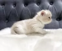 エキゾチックショートヘア【鹿児島県・女の子・2025年6月15日・クリーム&ホワイト】の写真6