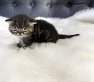 エキゾチックショートヘア【鹿児島県・女の子・2025年11月16日・ブラウンタビー】の写真6