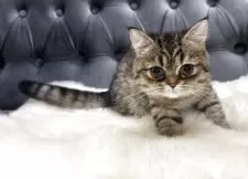 スコティッシュフォールド(立ち耳)【鹿児島県・女の子・2025年5月20日・ブラウンタビー】の写真6