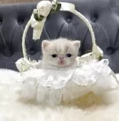 エキゾチックショートヘア【鹿児島県・男の子・2025年11月21日・クリーム&ホワイト】の写真6