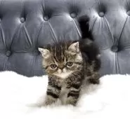 エキゾチックショートヘア【鹿児島県・女の子・2025年6月10日・ブラウンタビー】の写真6