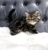 エキゾチックショートヘア【鹿児島県・女の子・2025年6月10日・ブラウンタビー】の写真7