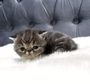 エキゾチックショートヘア【鹿児島県・男の子・2025年11月16日・ブラウンタビー】の写真7