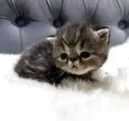 エキゾチックショートヘア【鹿児島県・男の子・2025年11月16日・ブラウンタビー】の写真8