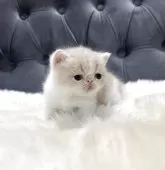 エキゾチックショートヘア【鹿児島県・男の子・2025年11月21日・クリーム&ホワイト】の写真8