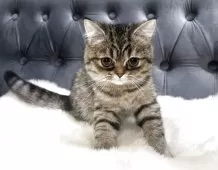 スコティッシュフォールド(立ち耳)【鹿児島県・女の子・2025年5月20日・ブラウンタビー】の写真8