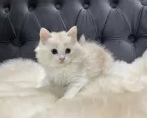 マンチカン(長足)【鹿児島県・女の子・2025年9月26日・クリーム&ホワイト】の写真8