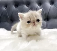 エキゾチックショートヘア【鹿児島県・女の子・2025年6月15日・クリーム&ホワイト】の写真9