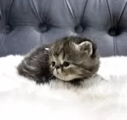 エキゾチックショートヘア【鹿児島県・男の子・2025年11月16日・ブラウンタビー】の写真9