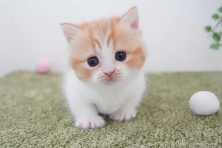 ID：2110-00946の子猫