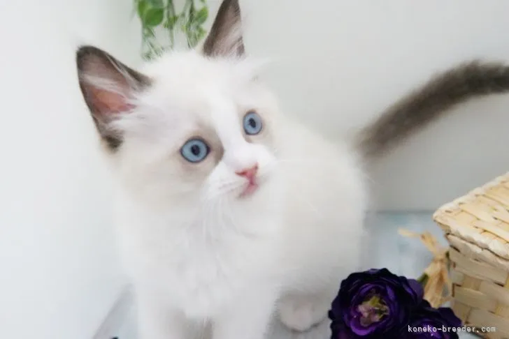 ID：2205-00760の子猫