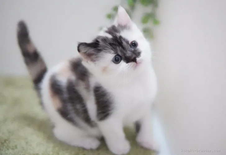 ID：2111-01975の子猫