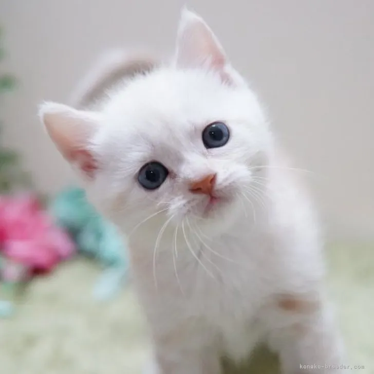 ID:2305-03678の子猫