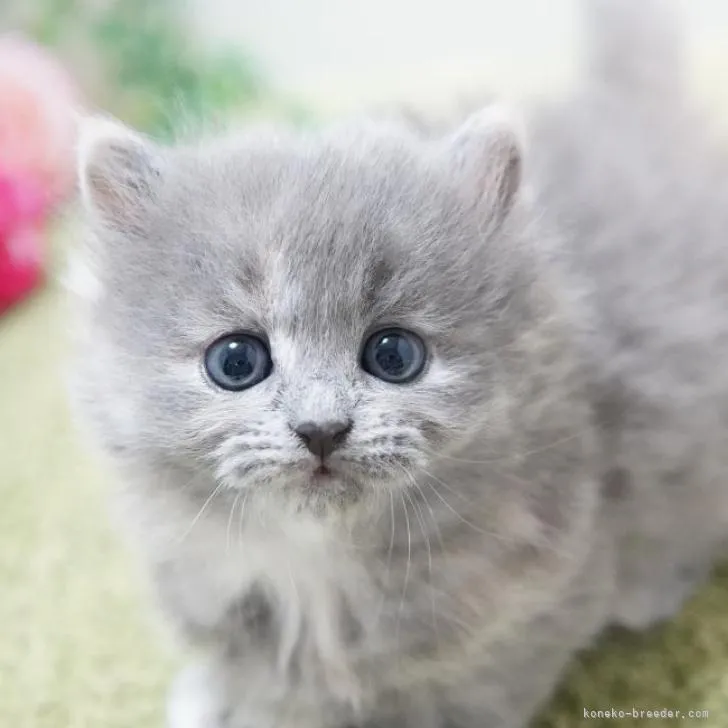 ID：2212-02479の子猫