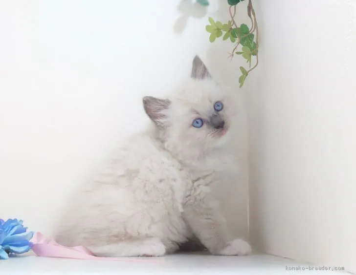 ID：2007-00491の子猫