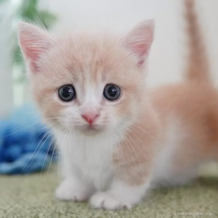 ID：2407-02185の子猫