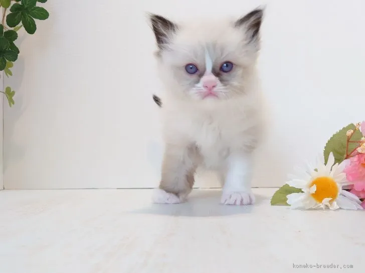 ID:2003-00244の子猫