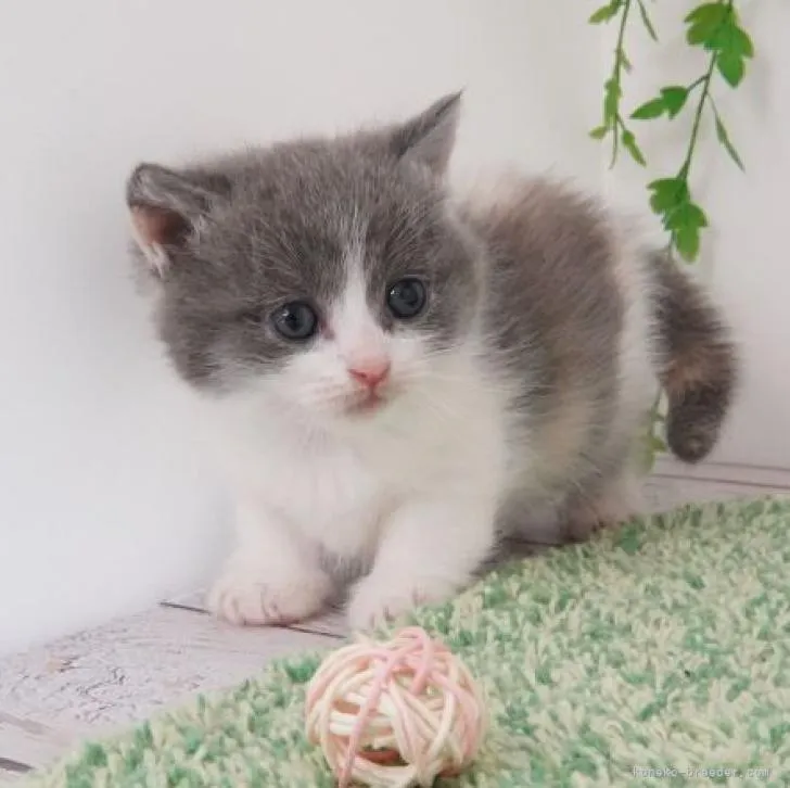 ID:2211-02341の子猫