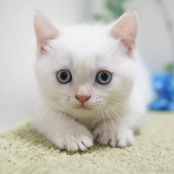 ID:2409-00523の子猫