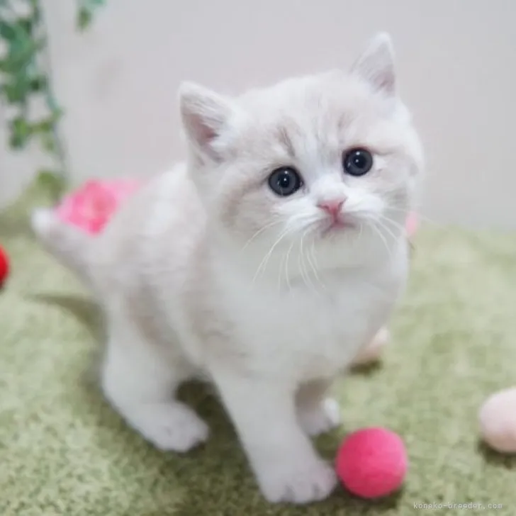 ID：2303-02449の子猫