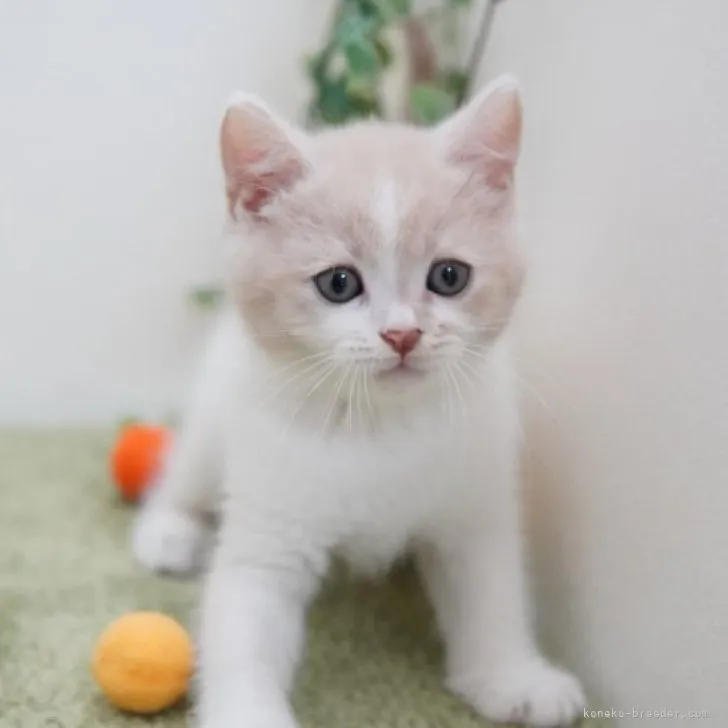 ID:2305-00617の子猫