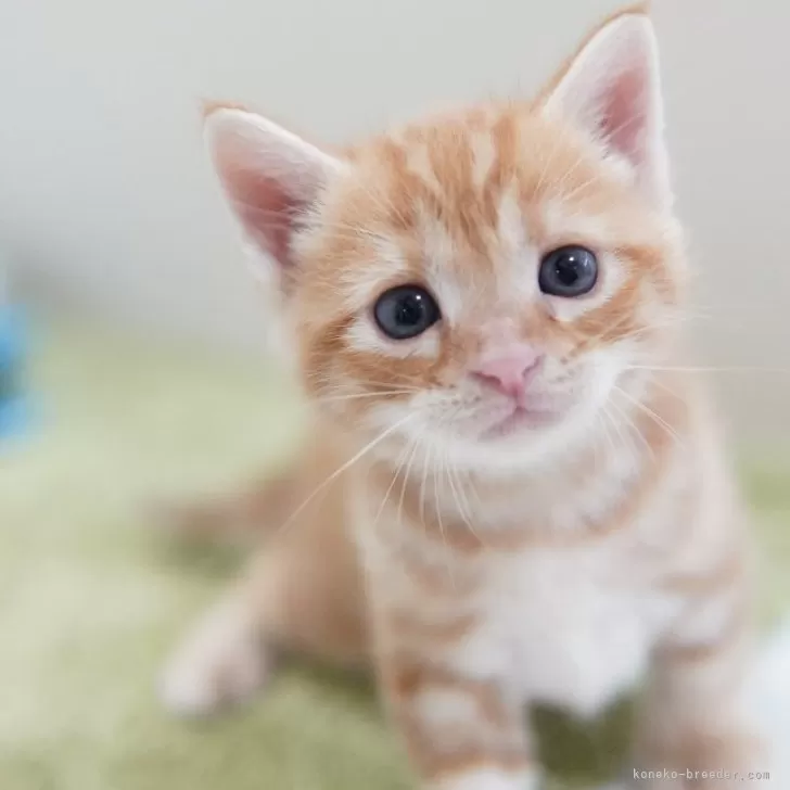 ID:2409-01484の子猫