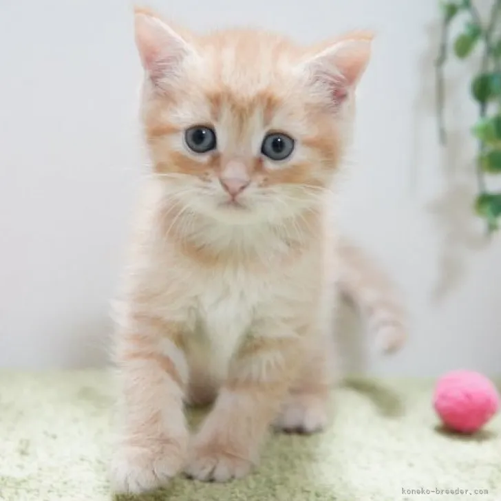 ID：2310-02515の子猫
