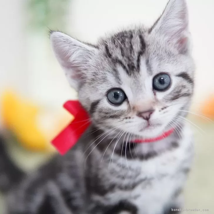 ID:2406-03096の子猫