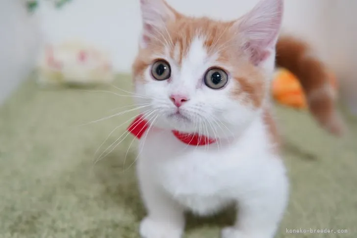 ID:2203-01247の子猫