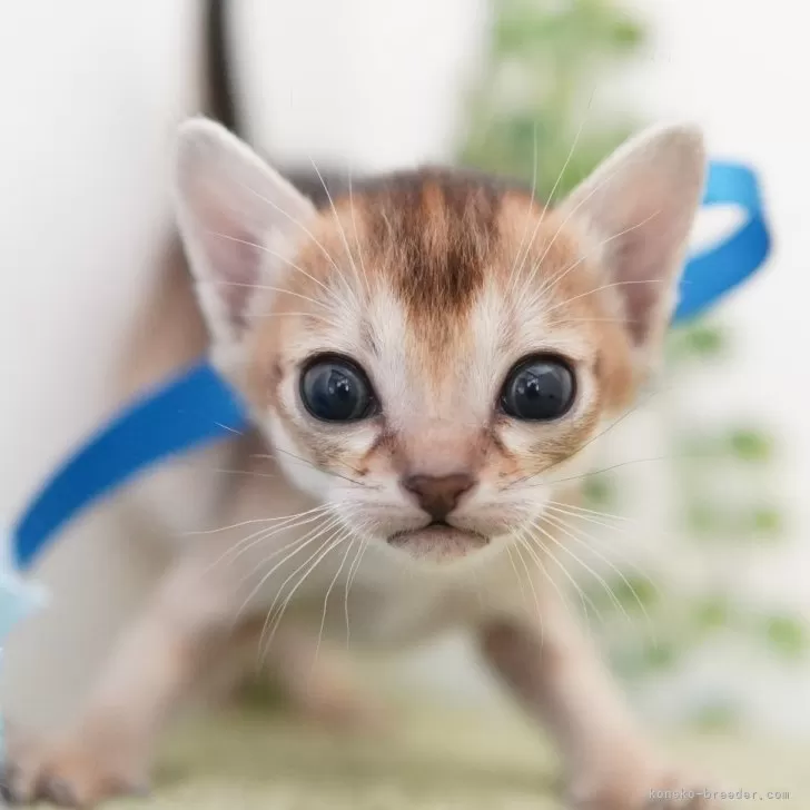 ID：2401-00257の子猫