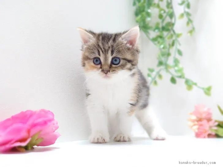 ID:2004-00723の子猫