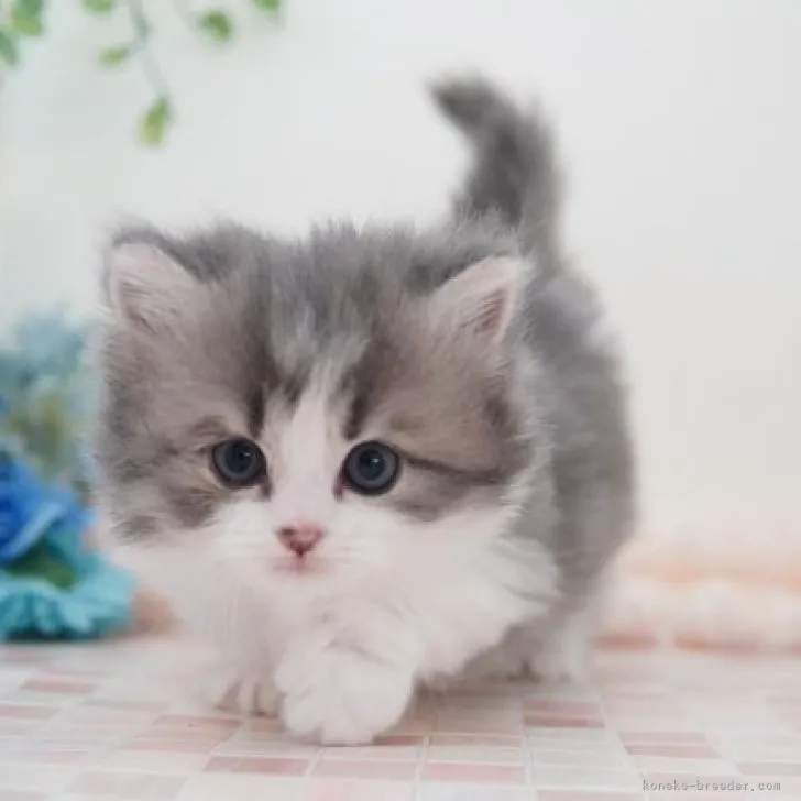 ID：2304-02577の子猫