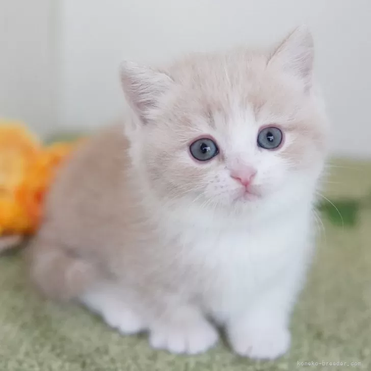 ID：2403-01323の子猫