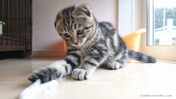 ID:1810-00995の子猫