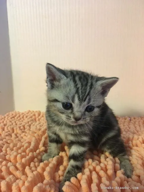 ID:1902-00238の子猫