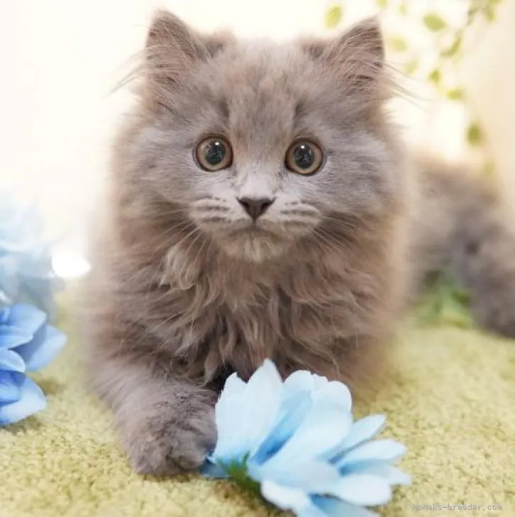 ID：2211-02159の子猫