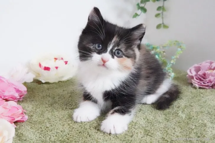 ID:2202-00642の子猫