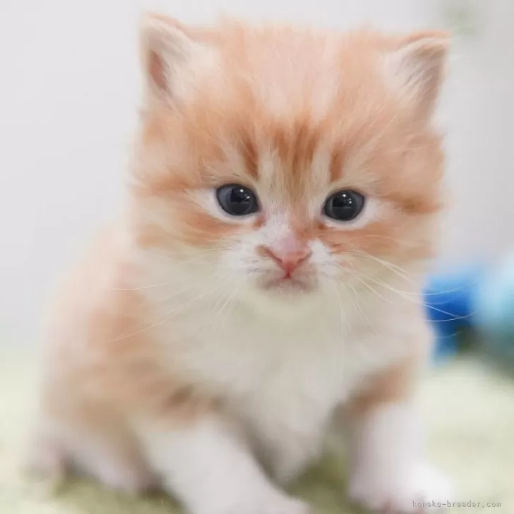 ID:2403-01326の子猫