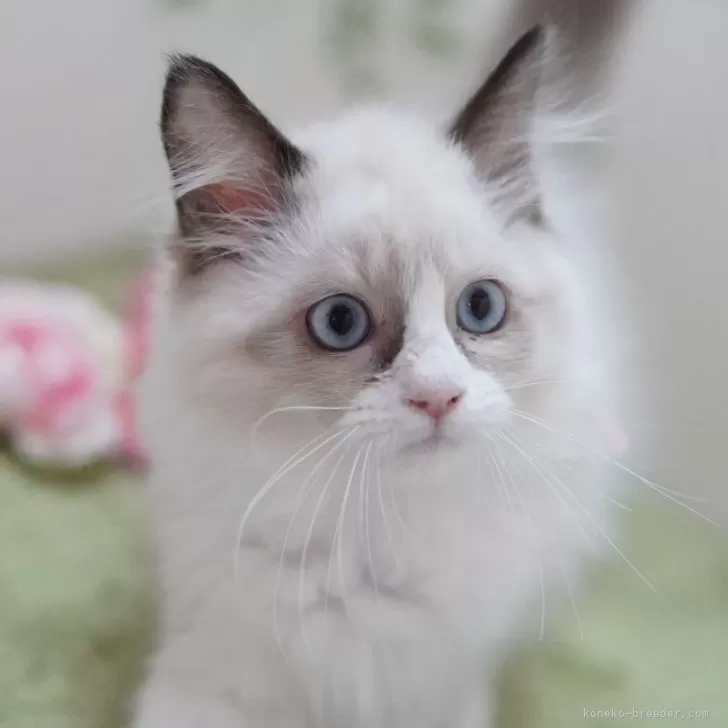 ID：2311-01596の子猫