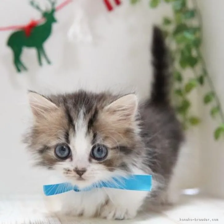 ID：2212-00857の子猫