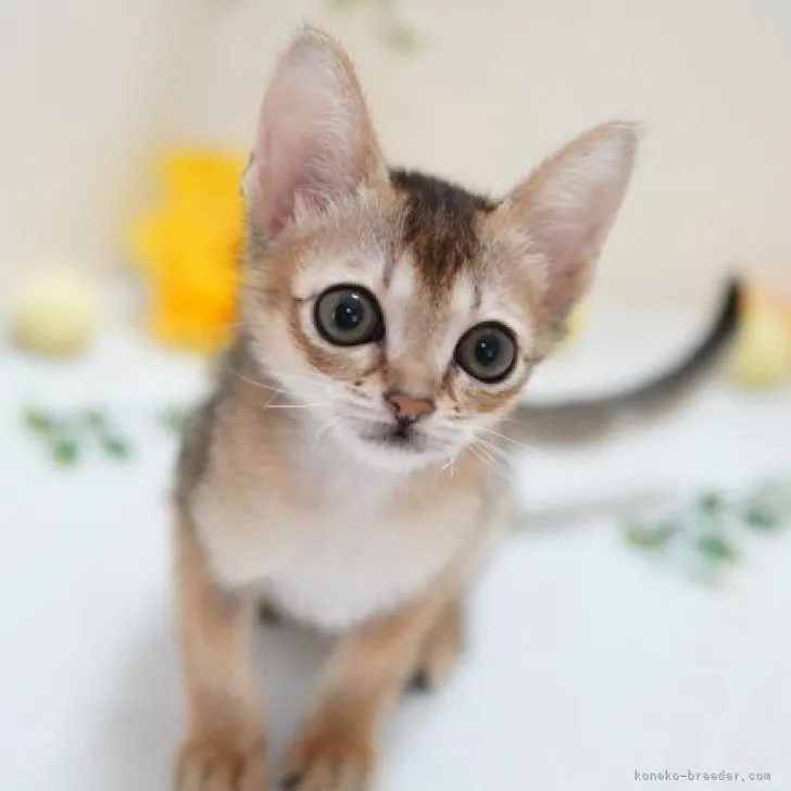 ID:2310-00420の子猫