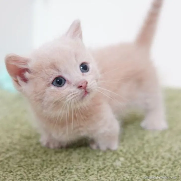 ID：2211-02337の子猫