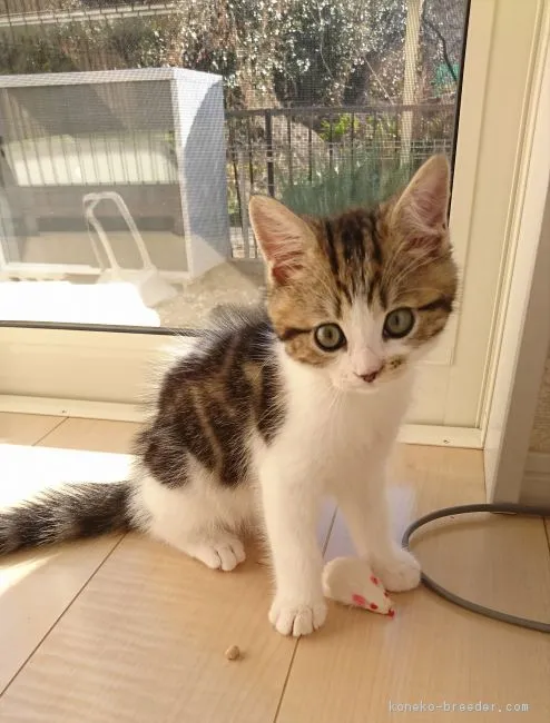 ID:1811-01219の子猫