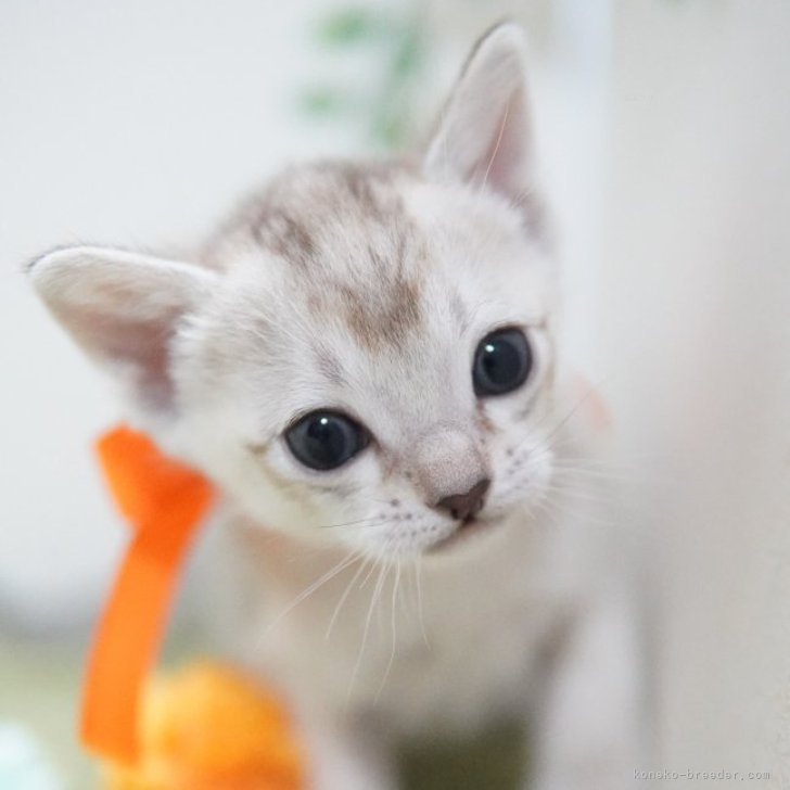 tigga 様のお迎えした子猫